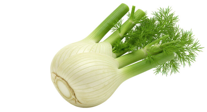 Isolated Fresh Fennel Bulbs