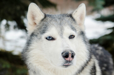 Close-up of husky with heterochromia, showcasing unique eye colors. Set against snowy background with soft lighting, highlighting fur texture. Calm expression enhances natural beauty