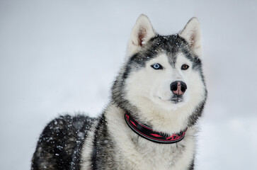Close-up of siberian husky with heterochromia, set against snowy backdrop. Grey and white fur contrasts with vibrant eye colors. Falling snowflakes add winter charm