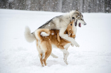 Two dogs embrace in playful scene amidst falling snow. Snow-covered ground enhances serene winter atmosphere. Flurry of flakes adds dynamic motion