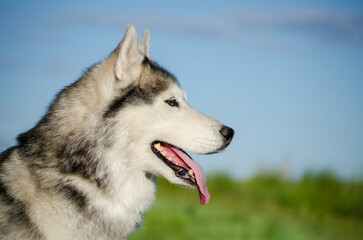 Siberian husky with striking blue eyes stands on lush green field. Bright sunlight highlights its fur, with blue sky backdrop. Photographed at side angle, tongue out