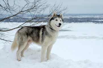 Siberian husky stands on snow, overlooking frozen landscape. Overcast sky creates serene atmosphere. Bare branches add contrast to scene