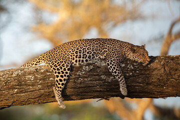 Leopard fatigué  © laurent
