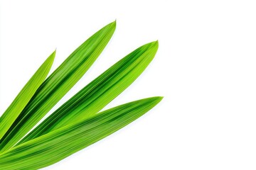 pandan green leaf isolated on white