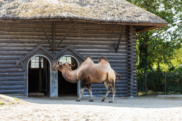 One two humped camel stands near its pen