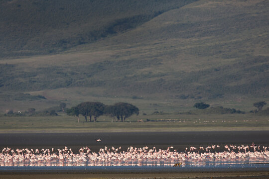 Flament rose