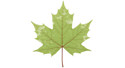 Isolated Light Green Maple Leaf with Spots