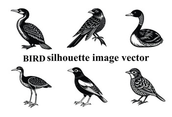  Graceful Wings in the Shadows: A Stunning Bird Silhouette,Silent Flight: The Beauty of a Bird in Silhouette Form