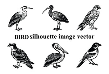 Graceful Wings in the Shadows: A Stunning Bird Silhouette,Silent Flight: The Beauty of a Bird in Silhouette Form