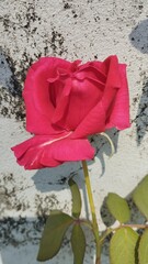 Very nice red rose flower 