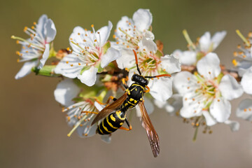 Haus-Feldwespe sammelt  Pollen am Obstbaum