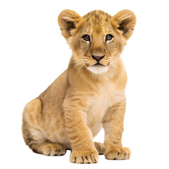 Obraz premium Lion Cub. 