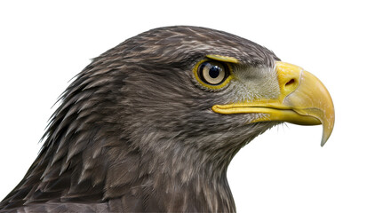 Isolated Eagle Head