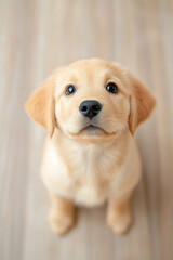 A heartwarming portrait of a fluffy puppy with irresistible eyes looking up with eager anticipation