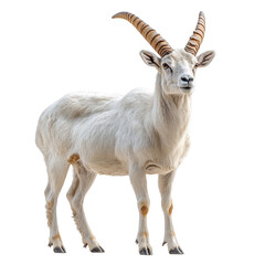 Addax isolated on transparent background.PNG