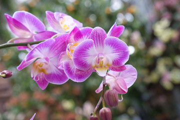 Orchideen