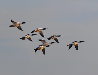 A flock of Goosanders or common mergansers (Mergus merganser) flying in the sky in spring.	
