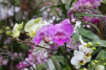 Orchideen
