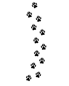 wolf paw prints track vector illustration