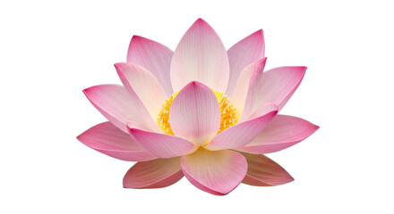 Isolated Pink Lotus Flower