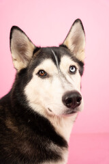 Husky on pink background