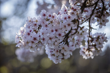 A blossom tree in bloom on a sunny March day