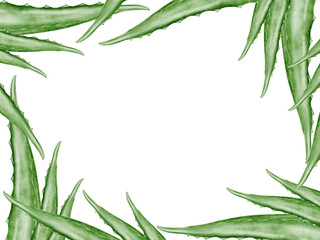 Aloe vera watercolor frame. Green leaf of the plant on a white background. Clip art botanical. Ideal for packaging cosmetics, posters of cosmetic clinics. Botanical succulent aloe.
