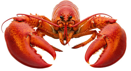 Isolated Cooked Lobster