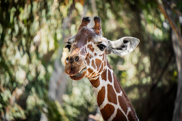 Portrait of a giraffe with expressive eyes