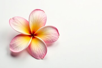Fototapeta premium Beautiful plumeria frangipani flower blooming on a white background, floral, nature, blossom