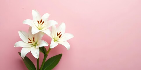 Fototapeta premium Beautiful white lilies in front of a pastel pink wall, fresh, white, pink