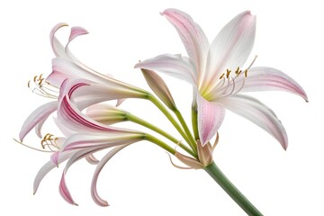 Naklejka premium A pink lily blossom, a floral beauty isolated on white