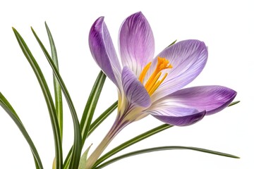 Naklejka premium Violet spring crocuses blossom, their petals a macro beauty against white