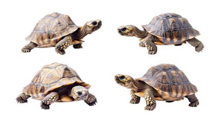 Pack Twinkle Tortoise set in Different Poses Against Transparent Background for Reptile Illustrations, Nature Art, or Slow Animal Designs