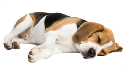 Sleeping Beagle Puppy