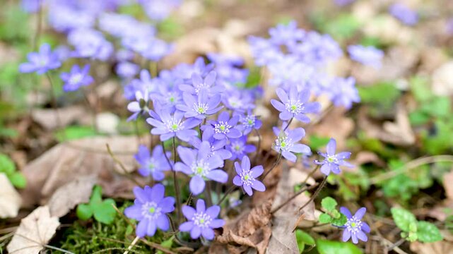 Blossoming hepatica flower in early spring in forest. Beauty in nature. Close-up slow motion footage.