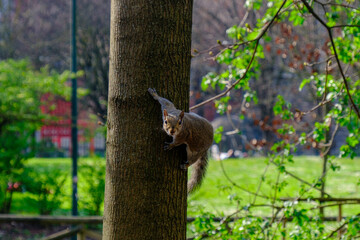Springtime at Parco Sempione, Milan: a squirrel