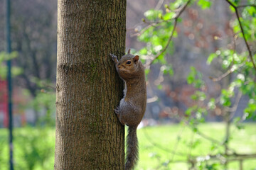 Springtime at Parco Sempione, Milan: a squirrel