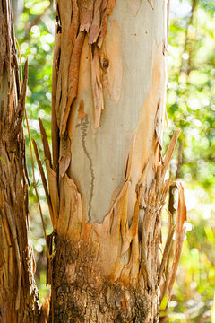 Bark peeling off gum tree with scribble pattern