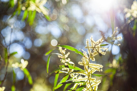 Backlit golden wattle flowering in bushland