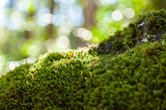 Moss covered boulder in forest