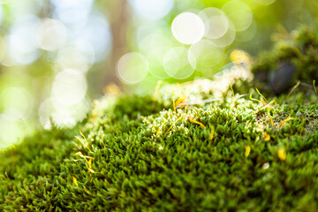 Moss covered boulder in forest
