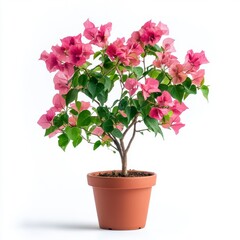 Naklejka premium Pink Bougainvillea in Terracotta Pot Against White Background