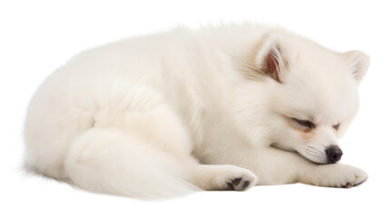 Obraz premium White Pomeranian Puppy Sleeping