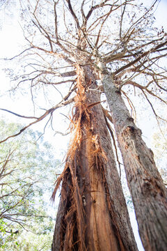 Gum tree hit by lightning