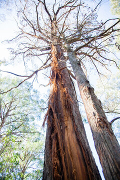 Gum tree hit by lightning