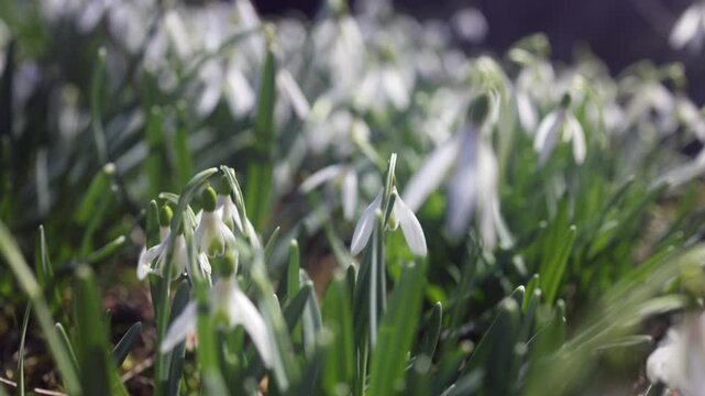 Carpet of delicate snowdrop blossoms and vibrant green leaves heralding the arrival of spring, painting a serene and enchanting scene.