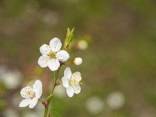 Fototapeta premium Close-up of white cherry or plum blossoms blooming in early spring, with a soft natural background. A gentle expression of seasonal renewal and beauty in nature