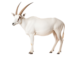 Rare white antelope with impressive horns for wildlife fans on a transparent background, cut out
