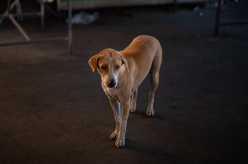 dog on the street